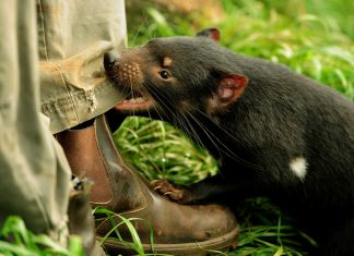 5 curiosidades sobre a Austrália 5 curiosidades sobre a Austrália - Diabo da Tasmania