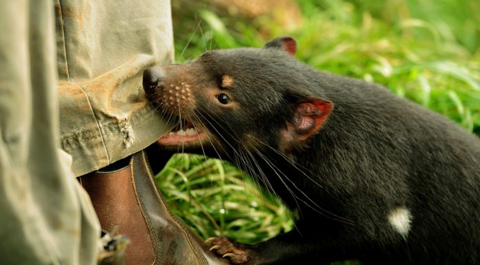 5 curiosidades sobre a Austrália 5 curiosidades sobre a Austrália - Diabo da Tasmania