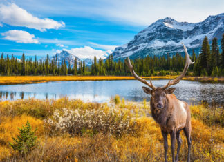 9 curiosidades sobre os canadenses