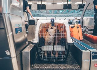 Como levar seu pet no Intercâmbio