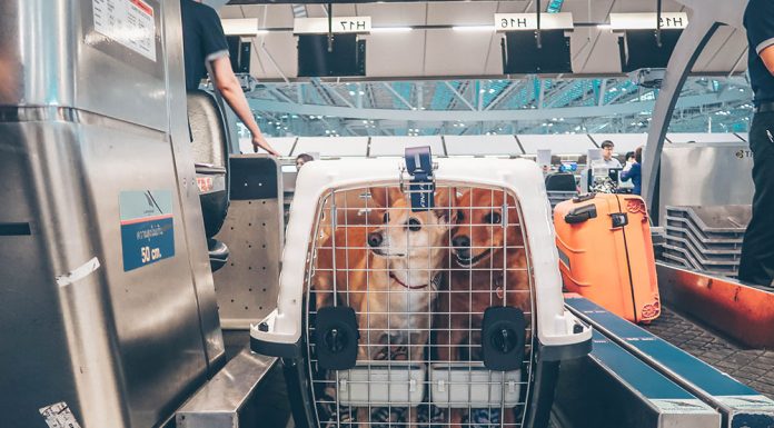 Como levar seu pet no Intercâmbio