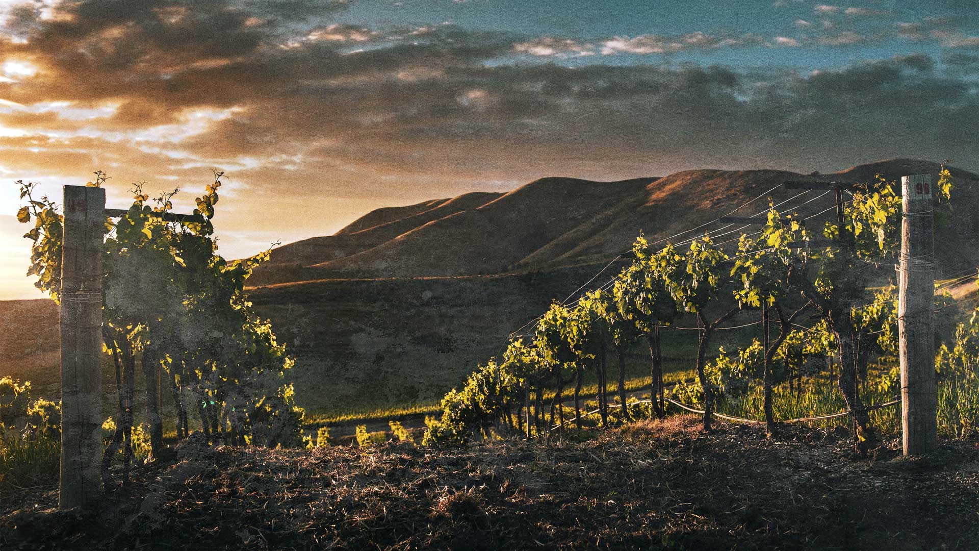 Winebg1.jpg